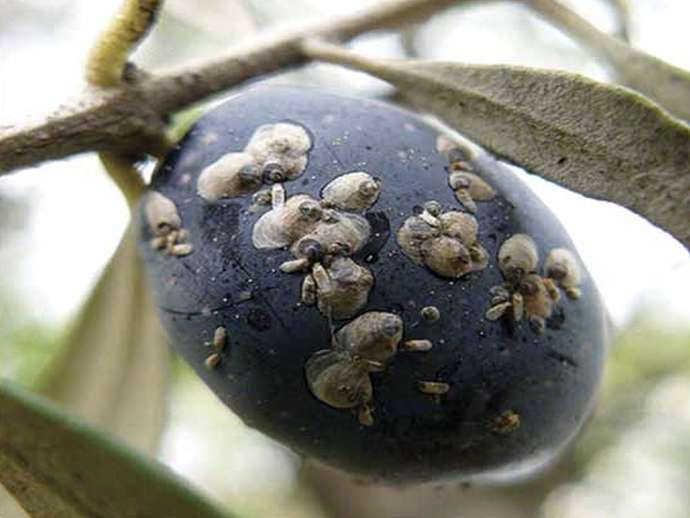 Παρλατόρια